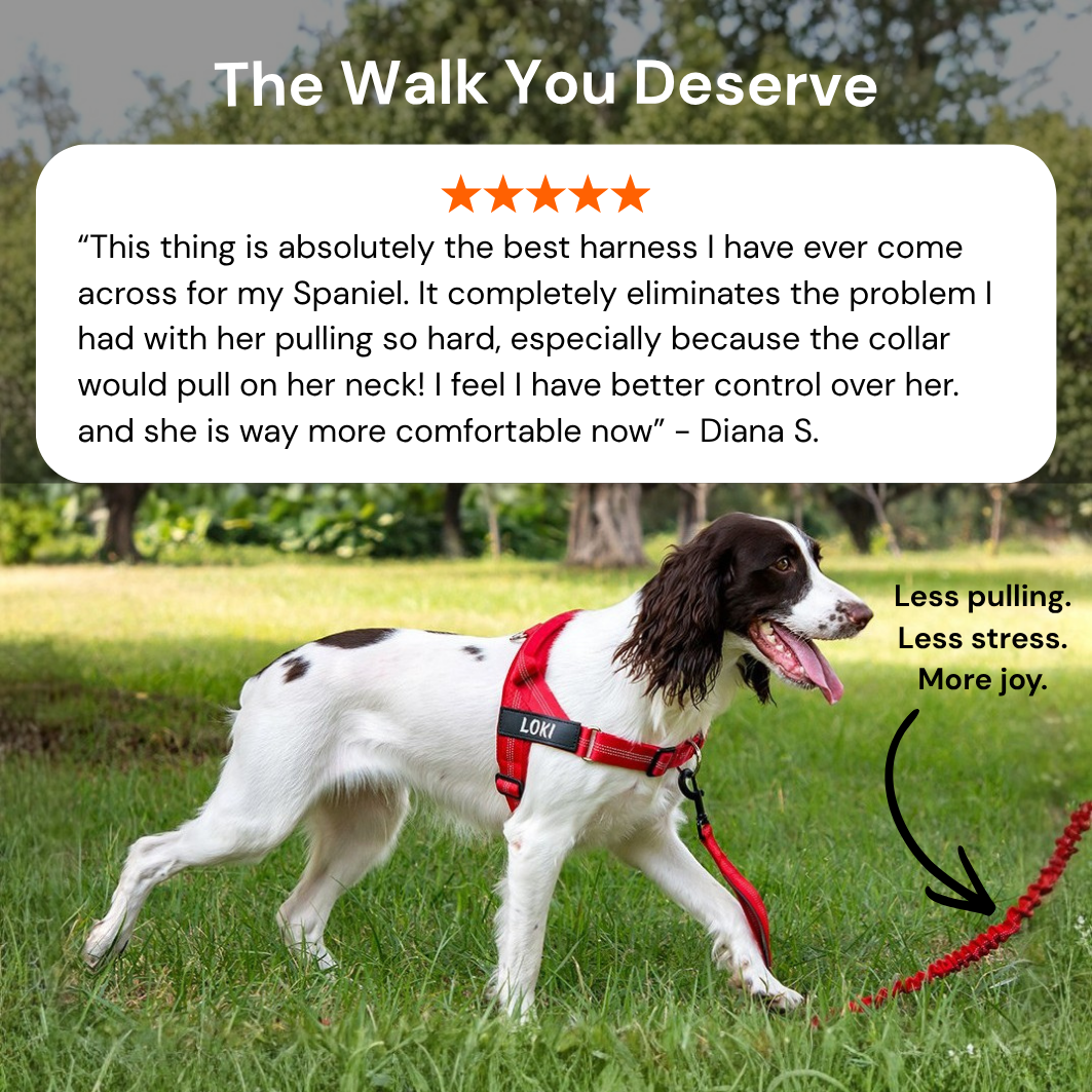 Comfort-Pro Harness & Free Shock-Absorbing Lead
