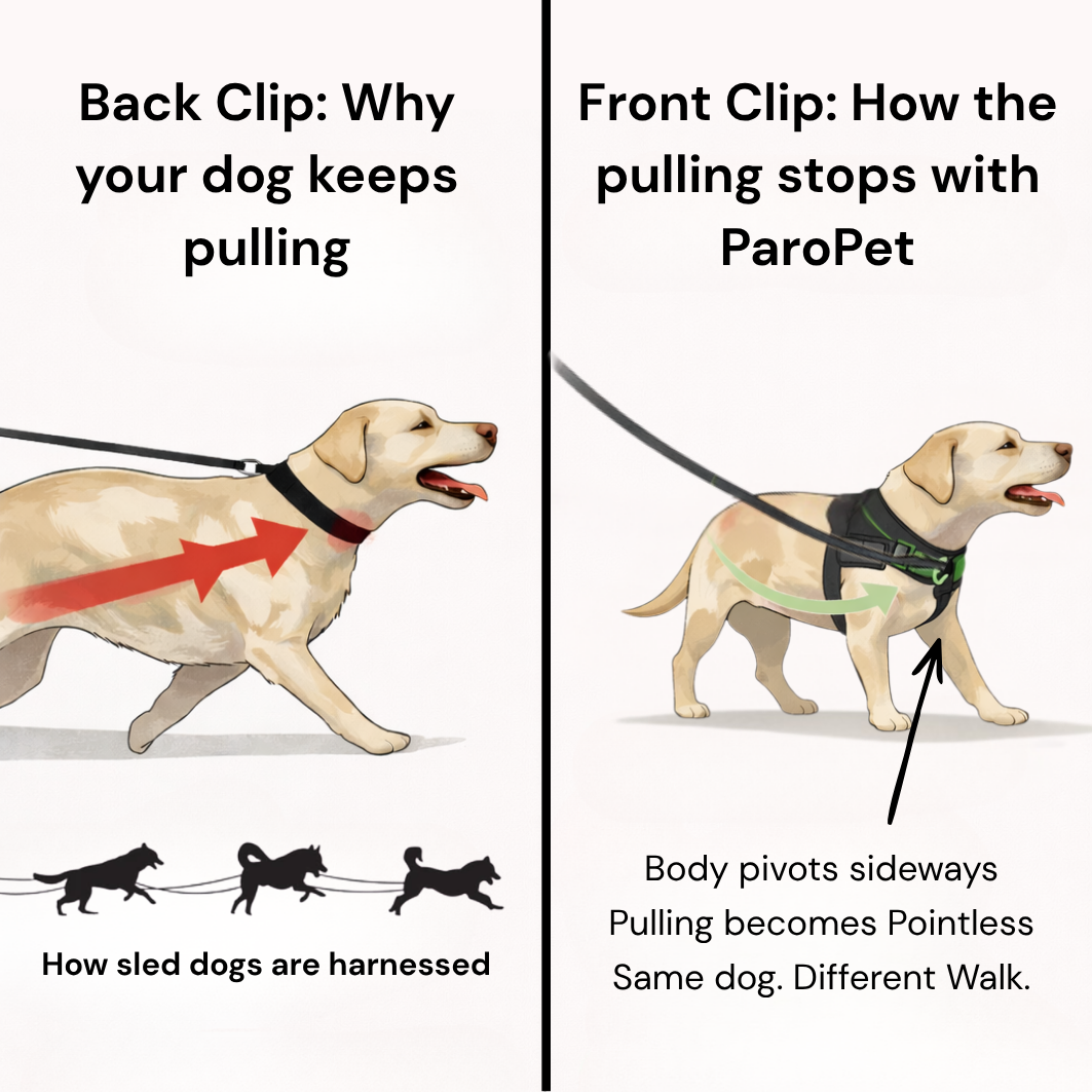 Comfort-Pro Harness & Free Shock-Absorbing Lead