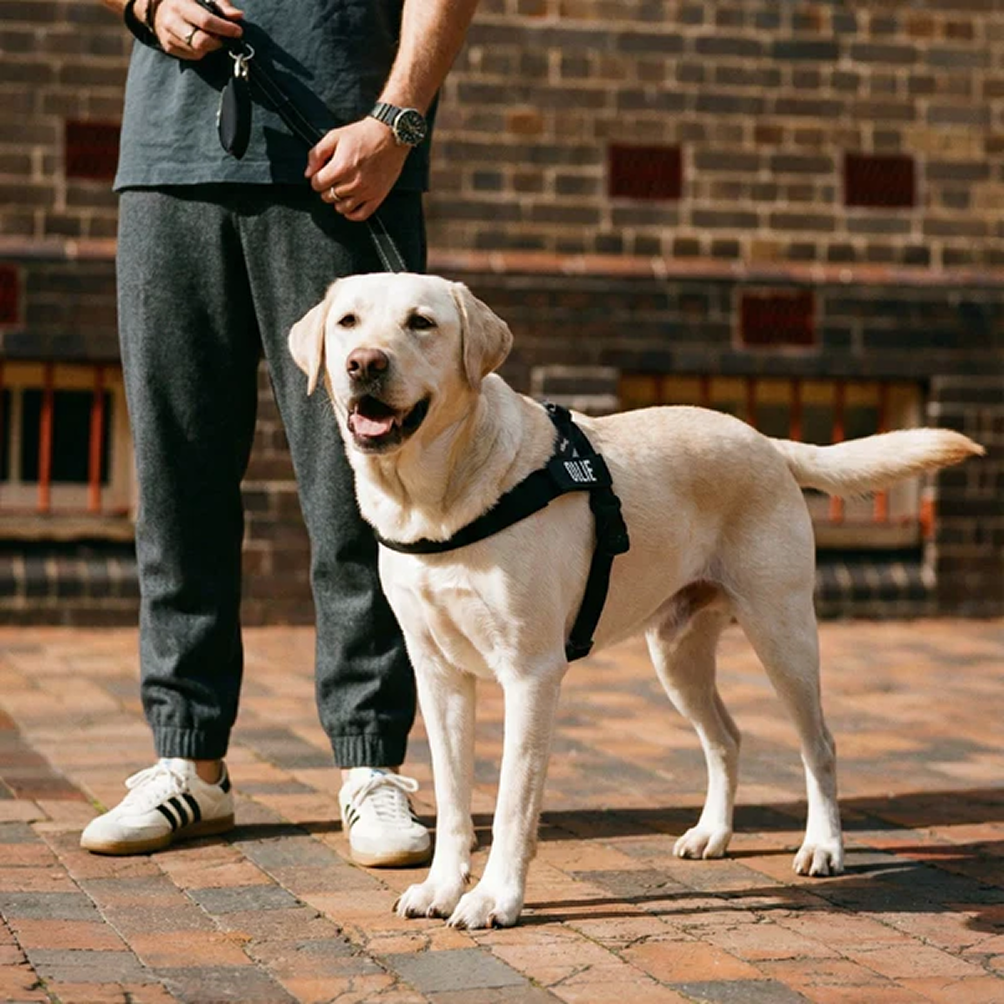 Comfort-Pro Harness & Free Shock-Absorbing Lead
